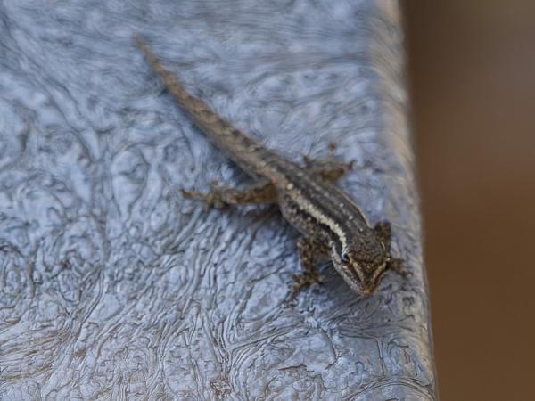 Lygodactylus capensis